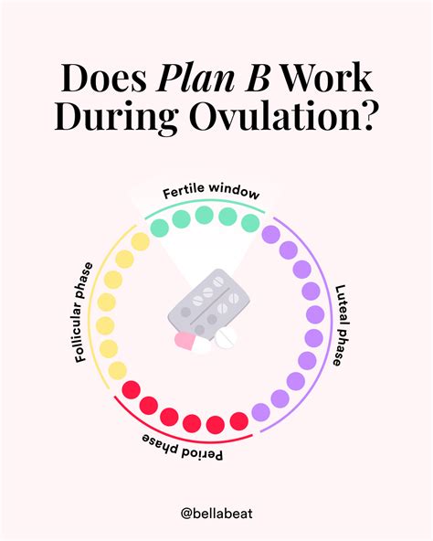 Your ovulation calculator – Artofit
