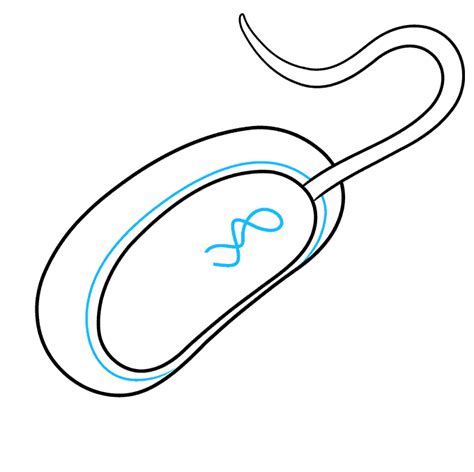 Image result for Bacteria Simple Drawing