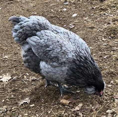 Ameraucana Araucana Chicken Araucana ‐ The Poultry Club