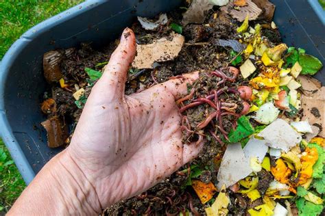 Image result for Worm Composting