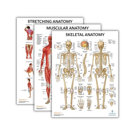 Buy Anatomy Lab Stretching, Muscular, and Skeletal Human Anatomy Set ...