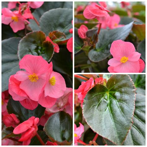 Jo Ann's Top 10 | Fairview Garden Center