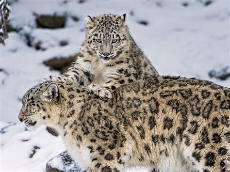 En busca de los nómadas: El leopardo de las nieves