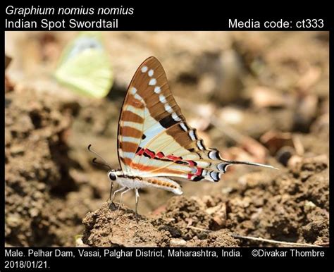 Graphium nomius | Butterfly