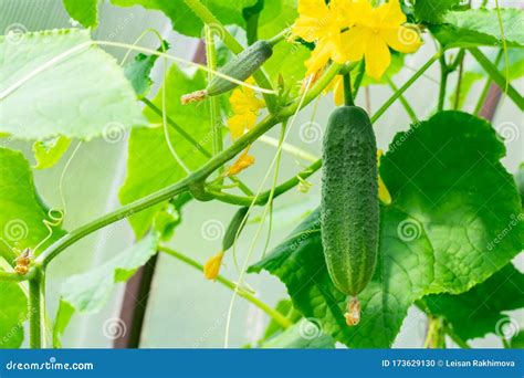 Young Cucumber Plant