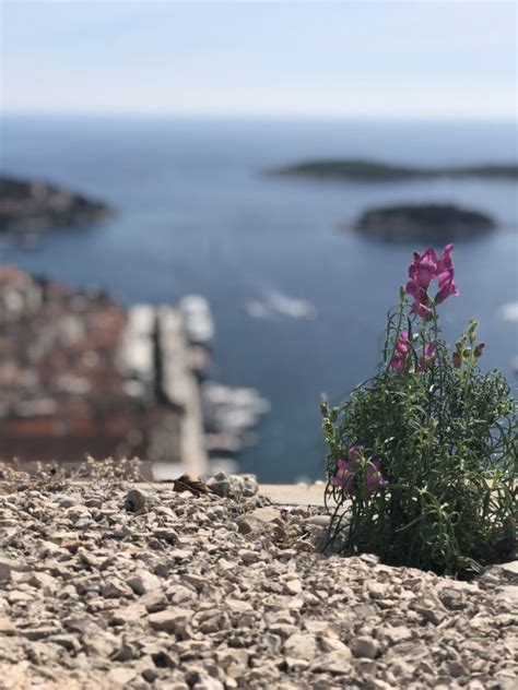 Paycheck Protection Program Forgiveness Application Tutorial 的图像结果