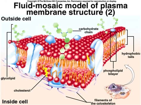 Plasma Cell Structure 的图像结果