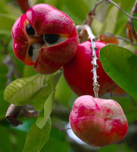 Discover Delicious Fruits Native to Asia