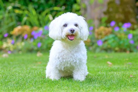 How Much Does a Maltese Cost? (2026 Price Guide)