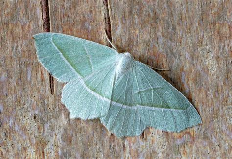 Free Images : wing, leaf, green, insect, macro, moth, butterfly, fauna ...