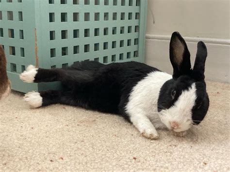 Image result for Rotating Head Rabbit