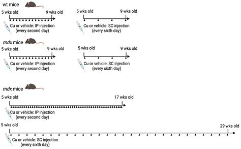 Curcumin Administration Improves Force of mdx Dystrophic Diaphragm by ...