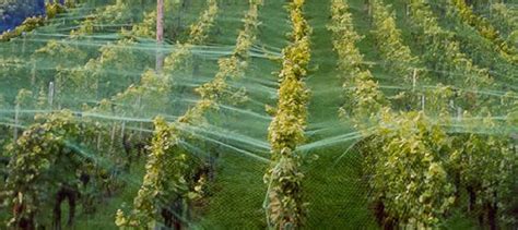 Anti Bird Net manufacturers | Arthienterprises