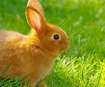 Image result for Very Cute Bunny