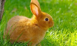 Image result for Cute Bunny Pics
