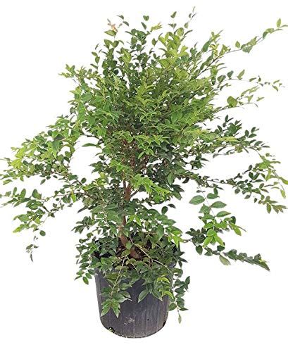 Buy Vine Plinia cauliflora, Jaboticaba, Myrciaria cauliflora - Extra ...