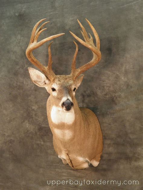 Upper Bay Taxidermy Mobile Gallery: Whitetail Deer Shoulder Mounts