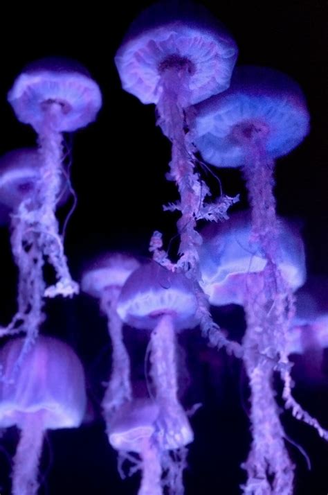 Finding Nemo Jellyfish 2007 的图像结果