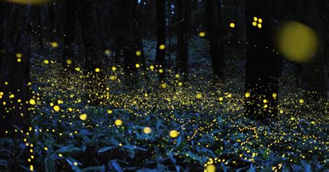 Head To These 5 Places To See Millions Of Fireflies | Mumbai | Whats ...