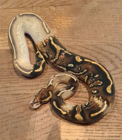 Image result for Chimera Ball Python