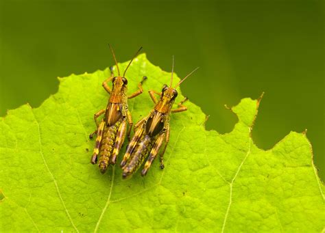 Why Do Crickets Chirp At Night? | Nocturnal, Stridulation, Mating ...