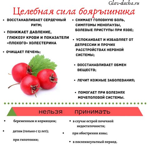 Боярышник: польза и вред, лечебные свойства и противопоказания