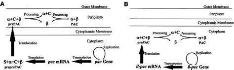 Image result for PAC Explained