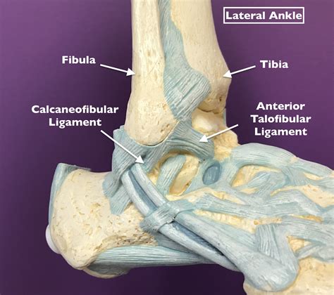 Anterior talofibular ligament - lsacopy
