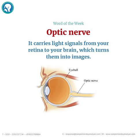 The Incredible Journey of the Optic Nerves: From Your Eyes to Your Brain