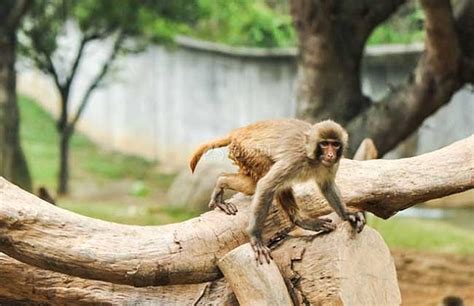 从沐猴而冠到社会进步：炫富是进化的本能？_文化_腾讯网