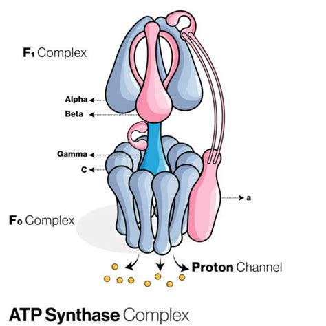 Enzyme Functions Clarified: Synthase vs. Synthetase - All The Differences