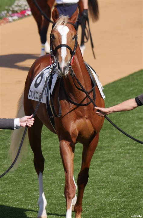 Nihonpiro Goldie | Horse Profile, Pedigree, Form, Race Record - netkeiba