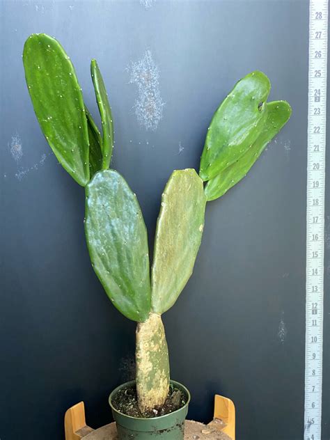 Spineless Prickly Pear Cactus 🌵 | Edible Pads & Fruit | Xeriscape ...