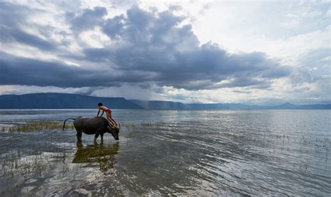 Water Buffalo Bathing - Life Size Posters by Charles Ooi | Buy Posters ...