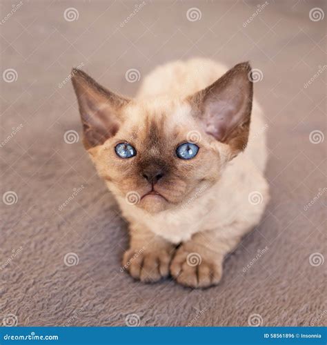 Cute Blue Eyed Devon Rex Kitten Stock Photo - Image of little ...