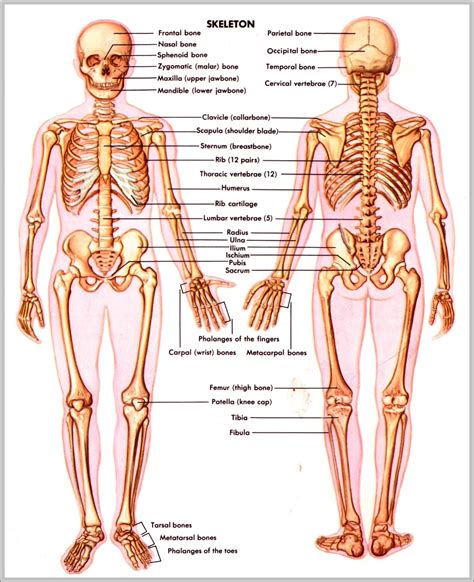 Image result for Skeletal Structural System