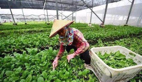 一月蔬菜种植指南-长江蔬菜