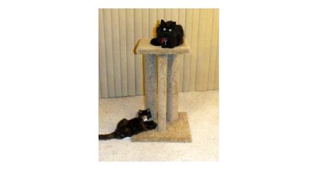 Cat Scratching Post Bed: Triple Carpet/Sisal Scratcher