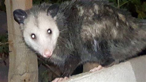 Tacuatzin Tacuache - YouTube