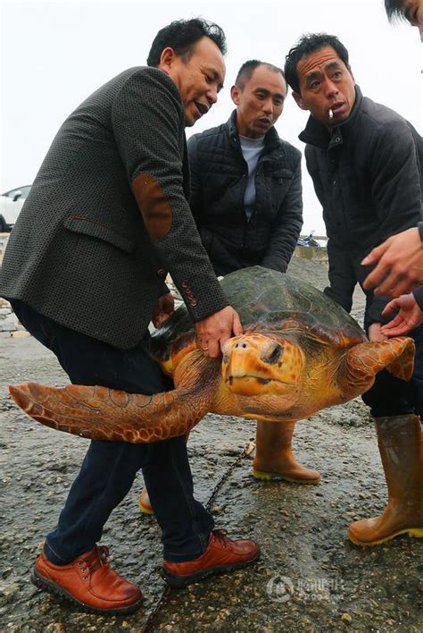 福建渔民放生百斤大海龟：它有灵性 - 海洋财富网