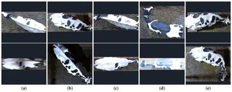 Open-Set Recognition of Individual Cows Based on Spatial Feature ...