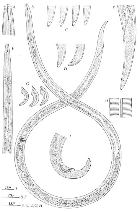 Taxonomy and Identification of Principal Foliar Nematode Species ...