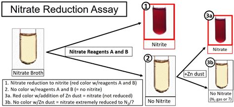 Isolation and Characterization of Nitrate Reducing Bacteria for ...