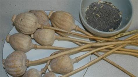 Interstate drug racket busted in Telangana, 53.5 kg of poppy straw ...