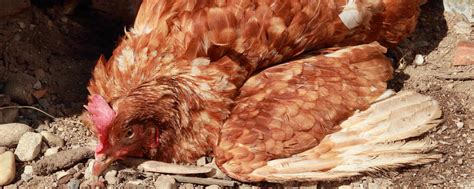 Newcastle Disease in Bayern ausgebrochen: 39.500 Legehennen betroffen ...