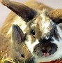 Image result for Beautiful Rabbit