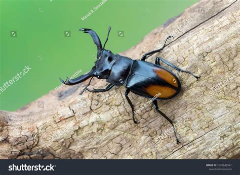 Giant Stag Beetle: Over 2,055 Royalty-Free Licensable Stock Photos ...