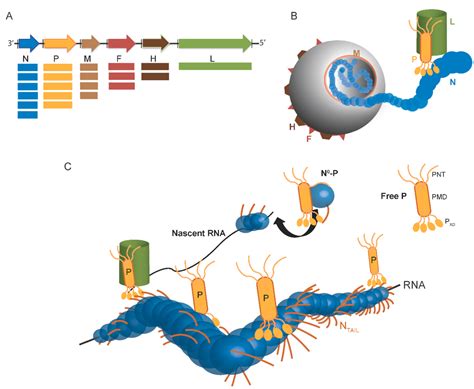 IJMS | Special Issue : In-Silico Prediction and Characterization of ...