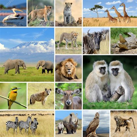 South African Animals Collage