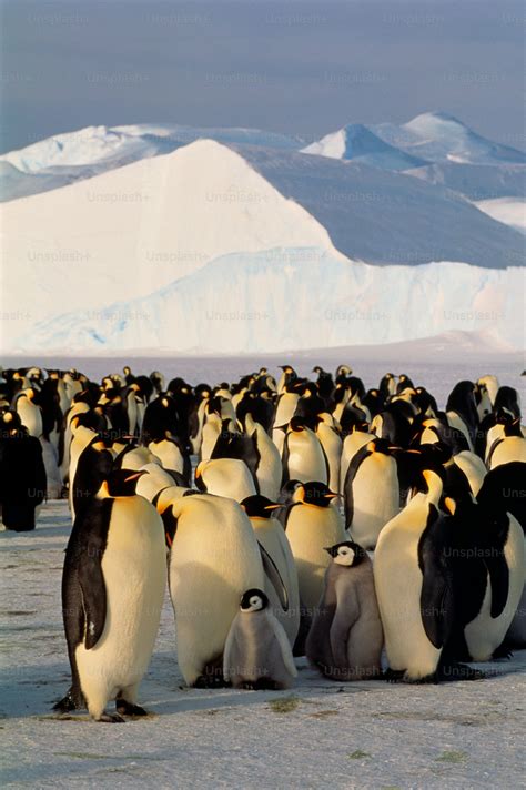 Emperor penguins are the largest species of penguin. As with all ...